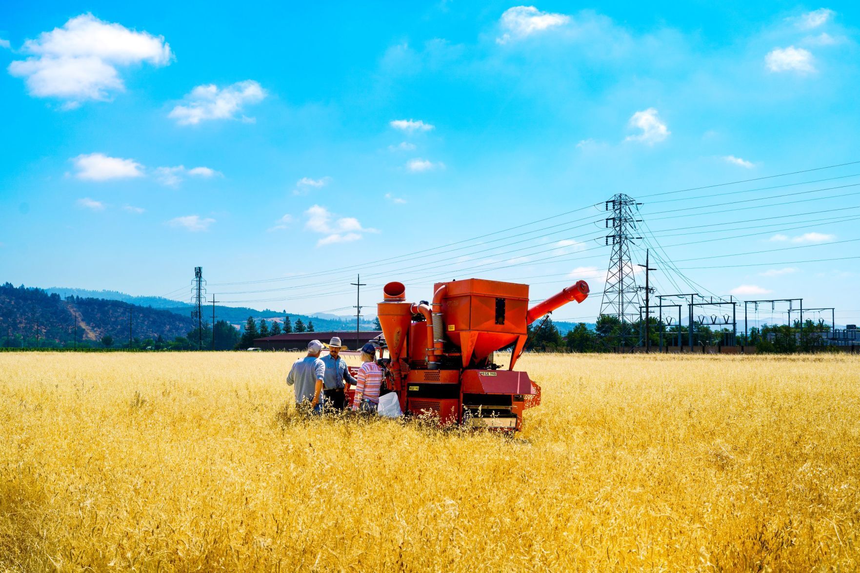 Napa Valley’s Heirloom Grain Harvest 2021